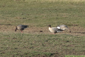Spetsbergsgås, Anser brachyrhynchus